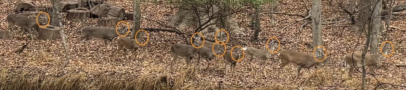 Picture above taken on December 4, 2024 of 10 deer moving through Tanglewood Park